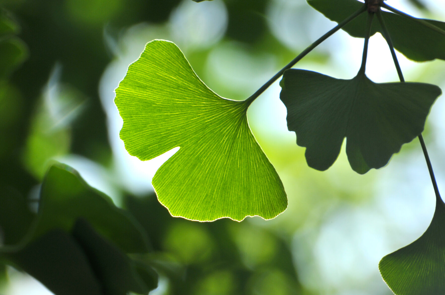 green ginkgo leaves in spring